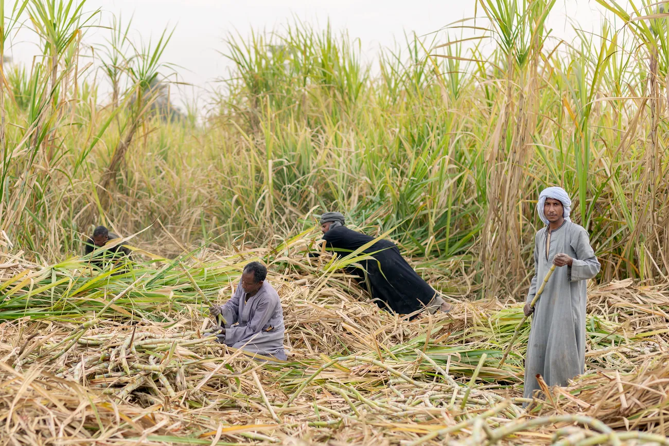 Sugarcane harvest